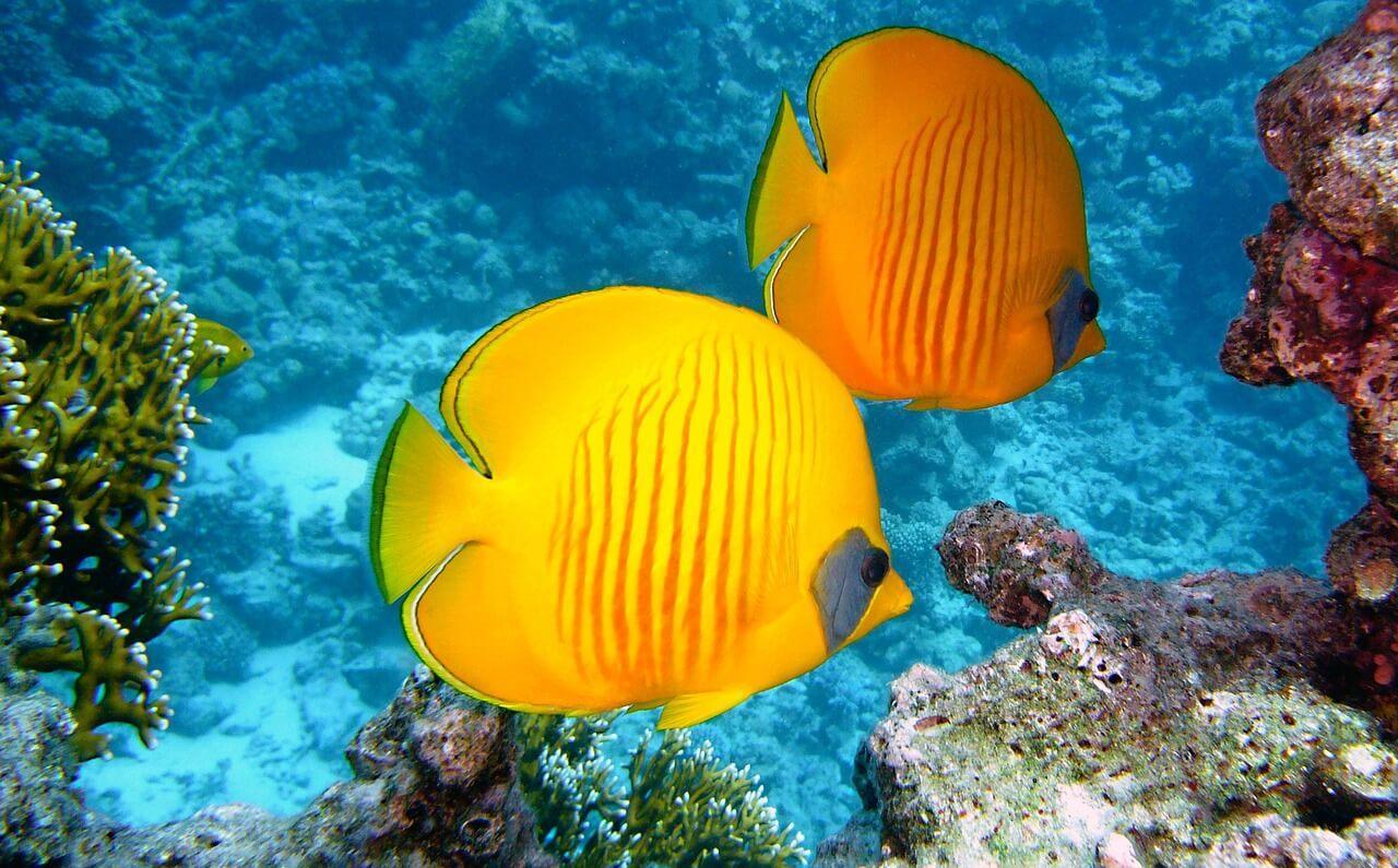 Poisson plongee